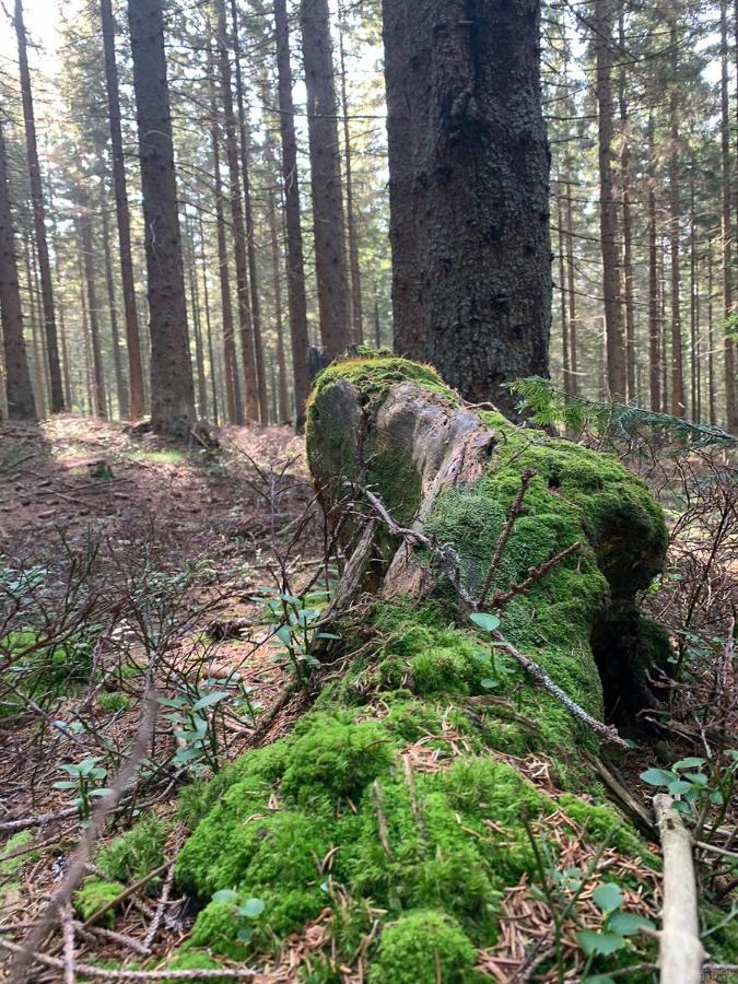 Das Alplresort "Almfrequenz" Krieglach Kültér fotó